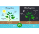 Photosynthesis in Plants: Everything You Need to Know