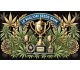 Seeds Bank i Migliori Produttori dei Semi di Cannabis da Collezione