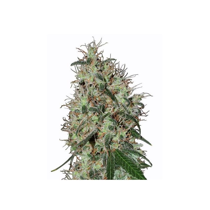 60 day Grapefruit Autofiorente - Guru Sage Seeds