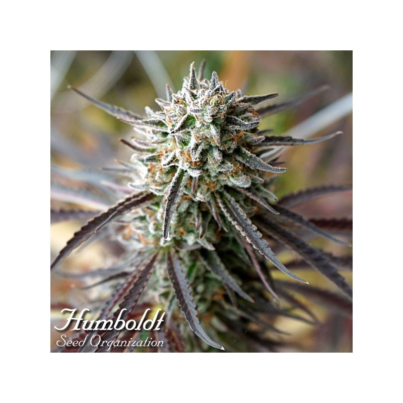 Florida Gaspack Semi di Cannabis - Humboldt Seeds