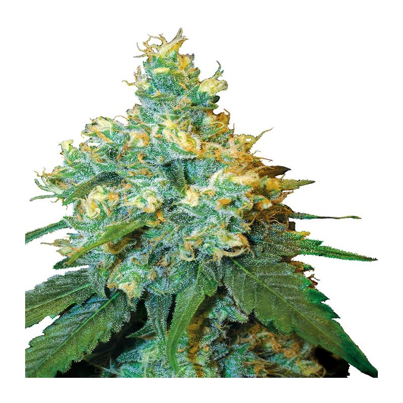 Jack Herer della Sensi Seeds Bank - semi cannabis