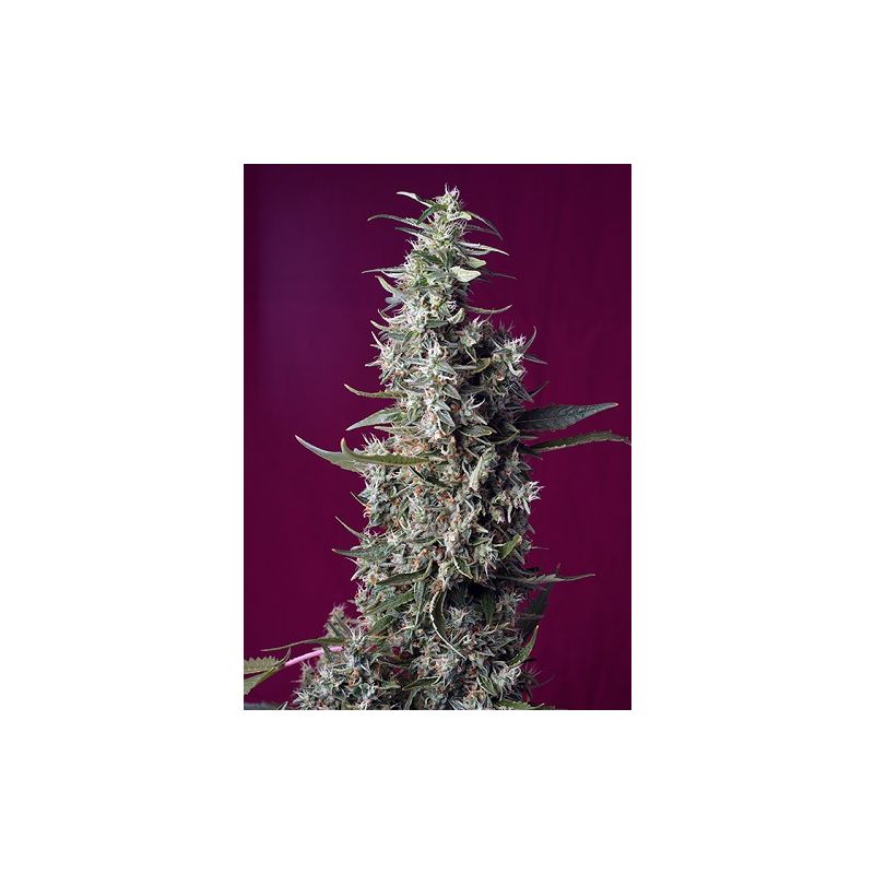 Cherry Pie - Semi di CANNABIS CBD Femminilizzati