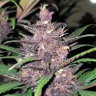 Blackberry Moonrocks Auto Anesia Seeds