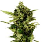 Green House Seeds Auto Bomb - Autofiorente