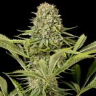 critical jack silent seeds