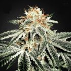 white widow originale