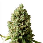 Royal Queen Seeds Critical Kush Femminizzata