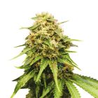 Royal Queen Seeds Critical Femminizzata