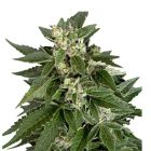 Royal Queen Seeds Royal Critical - Autofiorente