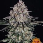 Sour diesel autofiorente