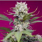 Sweet Mandarine Zkittlez XL autofiorente