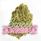 amnesia cbd weed rush