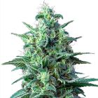 Green House Seeds White Widow CBD - Autofiorente Terapeutica 