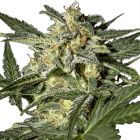 Green House Seeds White Widow - Autofiorente