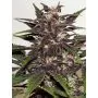 Buddha Purple Kush