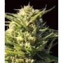 Critical Impact -2