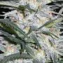 Lowryder AUTO