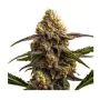 apple banana auto 