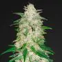 auto gelato