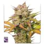 auto sweet bourbon kush