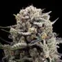 B-45 Silent seeds
