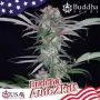 Buddha auto zkitt