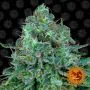 critical kush
