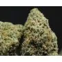 Critical Mango Auto GSI