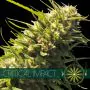 Critical Impact -1