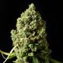 Critical Kush FEM