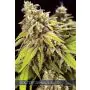 Doctor Jamaica Auto