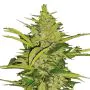 Royal Queen Seeds Fast Eddy Auto - Autofiorente terapeutica