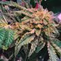 Gelato x Watermelon Zkittlez