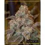 gorilla frost