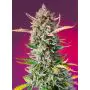 Gorilla Sherbet F1