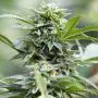 Guru Jack auto CBD