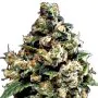 Jack Herer Greenhouse Seeds