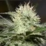 lemon sorbet silent seeds