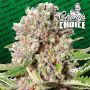 mendocino skunk