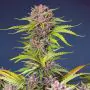 Mimosa x Bruce Banner XL autofiorente