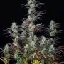mimosa cake auto