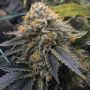 OG Kush