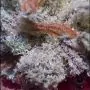 orange 76 resina