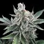 polar gelato