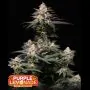 purple lemonade FF