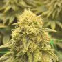 Guru Berry F1CBD