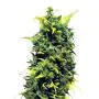 Royal Queen Seeds Blue Cheese Femminizzata