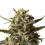 Royal Queen Seeds Bubblegum XL Femminizzata