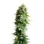 Royal Queen Seeds Fruit Spirit