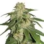 Royal Queen Seeds Haze Berry Femminizzata
